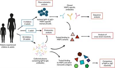 A Molecular Analysis of Memory B Cell and Antibody Responses Against Plasmodium falciparum Merozoite Surface Protein 1 in Children and Adults From Uganda